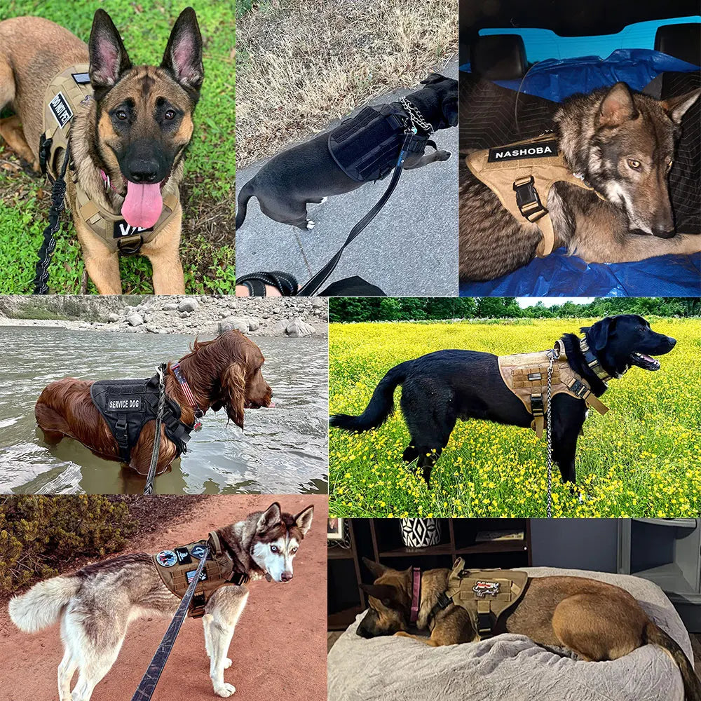 Luxe Dog Harness And Leash Set